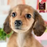 ミニチュアダックスフンド(ロング)【茨城県・女の子・2025年8月26日・シェーデッドレッド】の写真1「🐶全頭総額表示(接種済ワクチン代・マイクロチップ代・健康診断料込)」