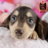 ミニチュアダックスフンド(ロング)【茨城県・男の子・2025年6月1日・チョコレートイエロー】の写真1「🐶全頭総額表示(接種済ワクチン代・マイクロチップ代・健康診断料込)」