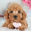 トイプードル(トイ)【茨城県・女の子・2025年8月5日・レッド】の写真1「🐶全頭総額表示(接種済ワクチン代・マイクロチップ代・健康診断料込)」