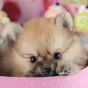 ポメラニアン