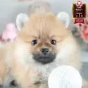 ポメラニアン