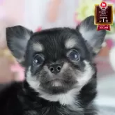 チワワ(ロング)