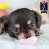チワックス(チワワ×ダックスフンド)【茨城県・女の子・2025年7月30日・チョコレート&タン】の写真1「🐶全頭総額表示(接種済ワクチン代・マイクロチップ代・健康診断料込)」