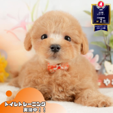 マルプー(マルチーズ×トイプードル)
