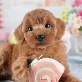 トイプードル(トイ)【茨城県・女の子・2025年11月4日・レッド】の写真1「🐶全頭総額表示(接種済ワクチン代・マイクロチップ代・健康診断料込)」