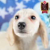 ミニチュアダックスフンド(ロング)