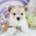 ポメマル(マルチーズ×ポメラニアン)【茨城県・女の子・2025年7月16日・オレンジ】の写真1「🐶全頭総額表示(接種済ワクチン代・マイクロチップ代・健康診断料込)」