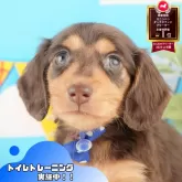 カニンヘンダックスフンド(ロング)【茨城県・男の子・2025年9月30日・チョコレート&タン】の写真1「🐶全頭総額表示(接種済ワクチン代・マイクロチップ代・健康診断料込)」