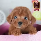 トイプードル(トイ)【茨城県・女の子・2025年6月18日・レッド】の写真1「🐶全頭総額表示(接種済ワクチン代・マイクロチップ代・健康診断料込)」