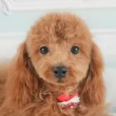 トイプードル(トイ)【茨城県・男の子・2025年3月22日・レッド】の写真1「🐶全頭総額表示(接種済ワクチン代・マイクロチップ代・健康診断料込)」