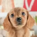 ミニチュアダックスフンド(ロング)【茨城県・女の子・2025年5月10日・ゴールド】の写真1「🐶全頭総額表示(接種済ワクチン代・マイクロチップ代・健康診断料込)」