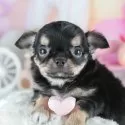 チワワ(ロング)