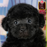 トイプードル(トイ)