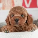 トイプードル(トイ)【茨城県・女の子・2025年3月3日・レッド】の写真1「🐶全頭総額表示(接種済ワクチン代・マイクロチップ代・健康診断料込)」