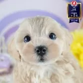 マルプー(マルチーズ×トイプードル)【茨城県・男の子・2025年6月18日・クリーム】の写真1「🐶全頭総額表示(接種済ワクチン代・マイクロチップ代・健康診断料込)」