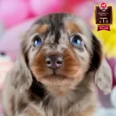 ミニチュアダックスフンド(ロング)【茨城県・女の子・2025年10月9日・チョコレートダップル】の写真1「🐶全頭総額表示(接種済ワクチン代・マイクロチップ代・健康診断料込)」