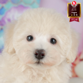 トイプードル(トイ)