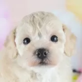トイプードル(トイ)
