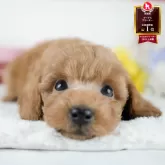 トイプードル(トイ)