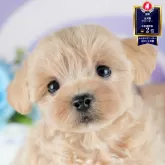 マルプー(マルチーズ×トイプードル)【茨城県・女の子・2025年8月2日・アプリコット】の写真1「🐶全頭総額表示(接種済ワクチン代・マイクロチップ代・健康診断料込)」