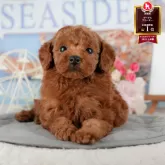 タイニープードル【茨城県・男の子・2025年9月6日・レッド】の写真1「🐶全頭総額表示(接種済ワクチン代・マイクロチップ代・健康診断料込)」