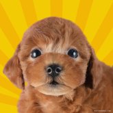 トイプードル(トイ)