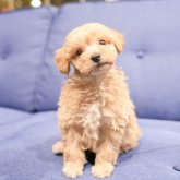 ビションプー(ビションフリーゼ×トイプードル)