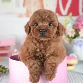 トイプードル(トイ)【茨城県・男の子・2025年3月26日・レッド】の写真1「🐶全頭総額表示(接種済ワクチン代・マイクロチップ代・健康診断料込)」