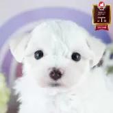 マルチーズ