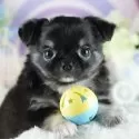 チワワ(ロング)【茨城県・男の子・2025年5月3日・ブラックタン&ホワイト】の写真1「🐶全頭総額表示(接種済ワクチン代・マイクロチップ代・健康診断料込)」