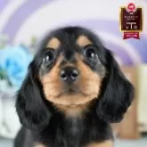 ミニチュアダックスフンド(ロング)【茨城県・女の子・2025年8月1日・ブラック&タン】の写真1「🐶全頭総額表示(接種済ワクチン代・マイクロチップ代・健康診断料込)」