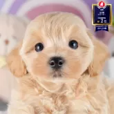 マルプー(マルチーズ×トイプードル)【茨城県・男の子・2025年8月16日・アプリコット】の写真1「🐶全頭総額表示(接種済ワクチン代・マイクロチップ代・健康診断料込)」