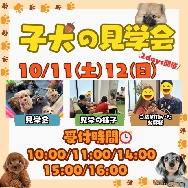 8匹わんこの大家族様 ご家族様決まりました🌸】 🩵New Face🩵 ＊チワックス ＊男の子