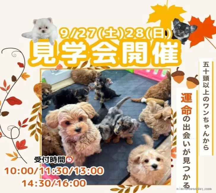 オーダー受付　5犬種　チワワ　マル　トイプー　パグ　ご予約ページ　5/27 オーダー受付5犬種チワワマルトイプーパグご予約ページ5/27