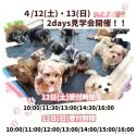 マルプー(マルチーズ×トイプードル)【茨城県・女の子・2025年2月10日・レッド】の写真2「4月12日・13日(日)2days見学会開催🌟毎回20組以上のご予約を頂いております🎵」