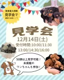 カニンヘンダックスフンド(ロング)【茨城県・男の子・2024年9月7日・ブラック&タン】の写真2「12月14日(土)最大規模の見学会💕未掲載のワンちゃんも初お披露目です👀」