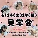 マルプー(マルチーズ×トイプードル)【茨城県・女の子・2025年4月3日・アプリコット】の写真2「6/14(土)15(日)見学会開催🐾未掲載のワンちゃんも参加！運命の出会いが待ってます🐾」