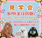トイプードル(トイ)【茨城県・女の子・2025年6月18日・レッド】の写真2「8/9(土)10(日)見学会開催⭐未掲載のワンちゃん参加する50頭以上の大型見学会🐾」