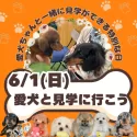 マルプー(マルチーズ×トイプードル)【茨城県・男の子・2025年4月3日・アプリコット】の写真2「6/1(日)愛犬と一緒にご見学にお越しいただける特別な日です🐾」