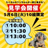 マルプー(マルチーズ×トイプードル)【茨城県・女の子・2025年3月2日・アプリコット】の写真2「5/6(火)見学会開催決定🌟一度にたくさんのワンちゃんをご見学いただけます🐾」