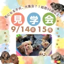 ミニチュアダックスフンド(ロング)【茨城県・女の子・2025年6月29日・ブラック&タン】の写真2「9/14㈰15㈪🍁気になる子全部見れる！未掲載の子犬も参加する大規模見学会で運命の出会い探し🌟」
