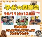 マルプー(マルチーズ×トイプードル)【茨城県・男の子・2025年8月16日・アプリコット】の写真2「10/11(土)12(日)は未掲載のワンちゃんも参加をする大型見学会です🌻」