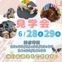 カニンヘンダックスフンド(ロング)【茨城県・男の子・2025年4月22日・ブラック&タン】の写真2「6/28(土)29(日)50頭以上のワンちゃんの中から運命の出会いを見つけてみませんか？」