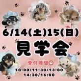 マルプー(マルチーズ×トイプードル)【茨城県・女の子・2025年4月17日・アプリコット】の写真2「6/14(土)15(日)見学会開催🐾未掲載のワンちゃんも参加！運命の出会いが待ってます🐾」