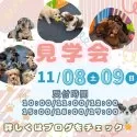 マルチーズ【茨城県・女の子・2025年6月30日・ホワイト】の写真2「沢山のワンちゃんを一度に見れるから運命的な出会いをしている方が続出中ですっ🌟ぜひご参加下さい🐾」