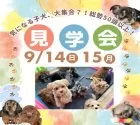 チワワ(ロング)【茨城県・男の子・2025年7月24日・ブラックタン】の写真2「9/14㈰15㈪🍁気になる子全部見れる！未掲載の子犬も参加する大規模見学会で運命の出会い探し🌟」