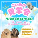 マルチーズ【茨城県・女の子・2025年4月21日・ホワイト】の写真2「✨たくさんのワンちゃんと会える2日間🎉 見学だけも大歓迎！運命の子を探しに来てね💕」