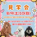 トイプードル(トイ)【茨城県・男の子・2025年6月9日・アプリコット】の写真2「8/9(土)10(日)見学会開催⭐未掲載のワンちゃん参加する50頭以上の大型見学会🐾」