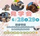 チワワ(ロング)【茨城県・男の子・2025年5月3日・ブラックタン&ホワイト】の写真2「6/28(土)29(日)50頭以上のワンちゃんの中から運命の出会いを見つけてみませんか？」