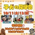 マルプー(マルチーズ×トイプードル)【茨城県・女の子・2025年8月2日・アプリコット】の写真2「10/11(土)12(日)は未掲載のワンちゃんも参加をする大型見学会です🌻」